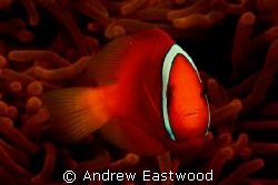 Tomato Anemonefish. Photographed with Canon EOS 40D at 1/... by Andrew Eastwood 
